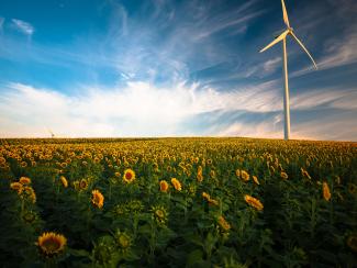 sunflower field by Gustavo Quepón courtesy of Unsplash.